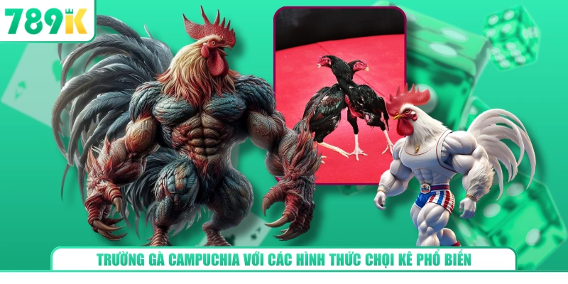 Trường gà Campuchia với các hình thức chọi kê phổ biến